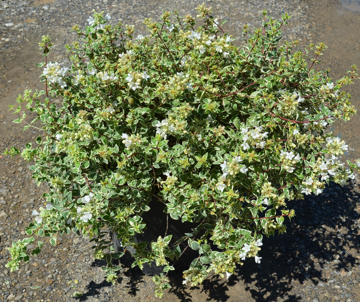 Tint of Mint™ Abelia - 1 Gallon | J. Berry Nursery