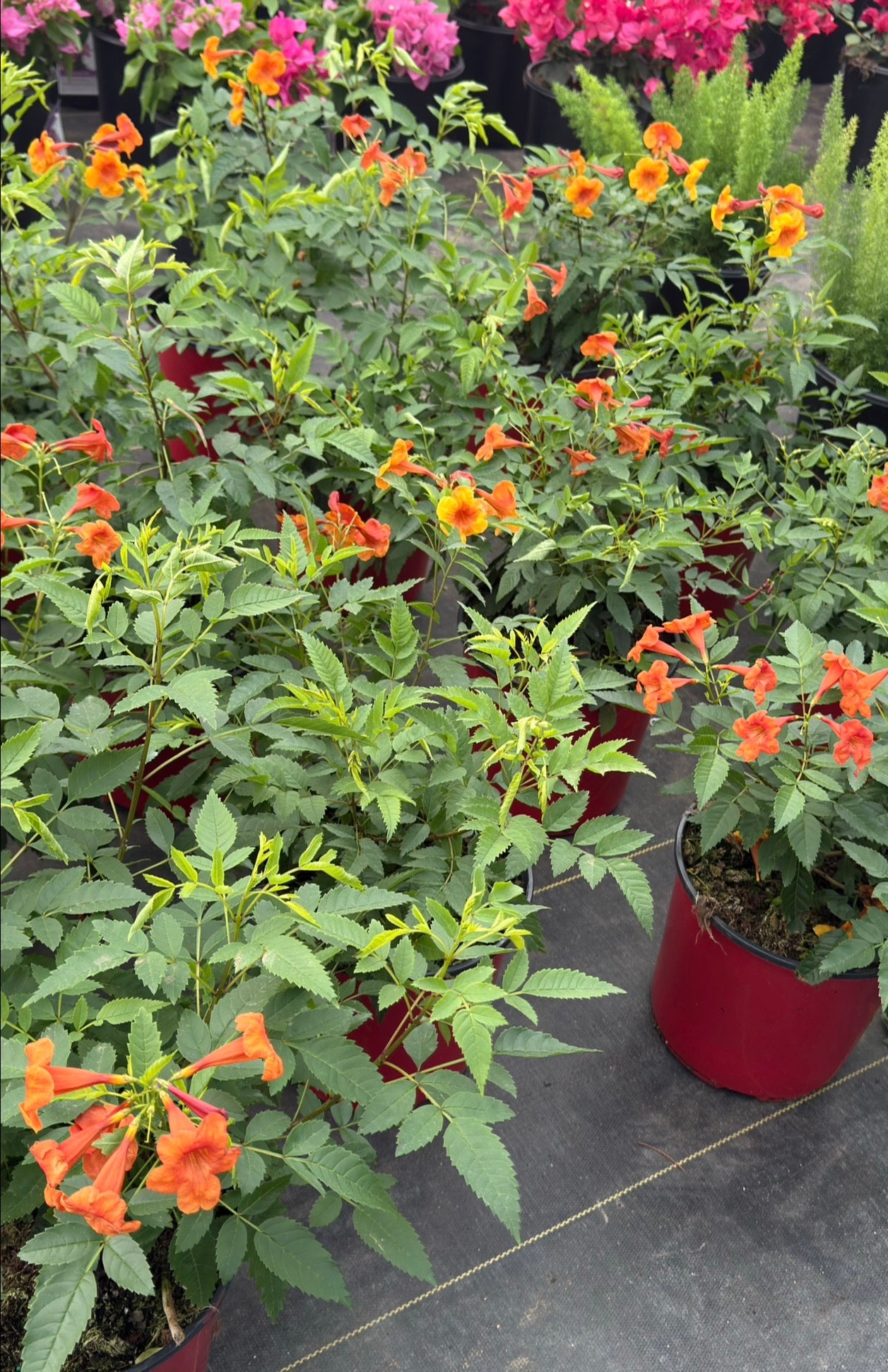 Tecoma Pomegranate - 2 Gallon