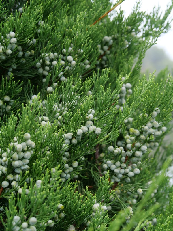 Juniper Gin Fizz® - 2 Gallon