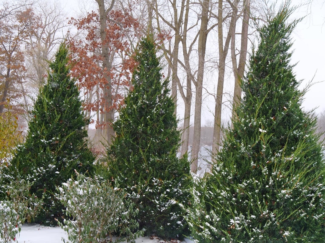 Juniper Gin Fizz® - 2 Gallon