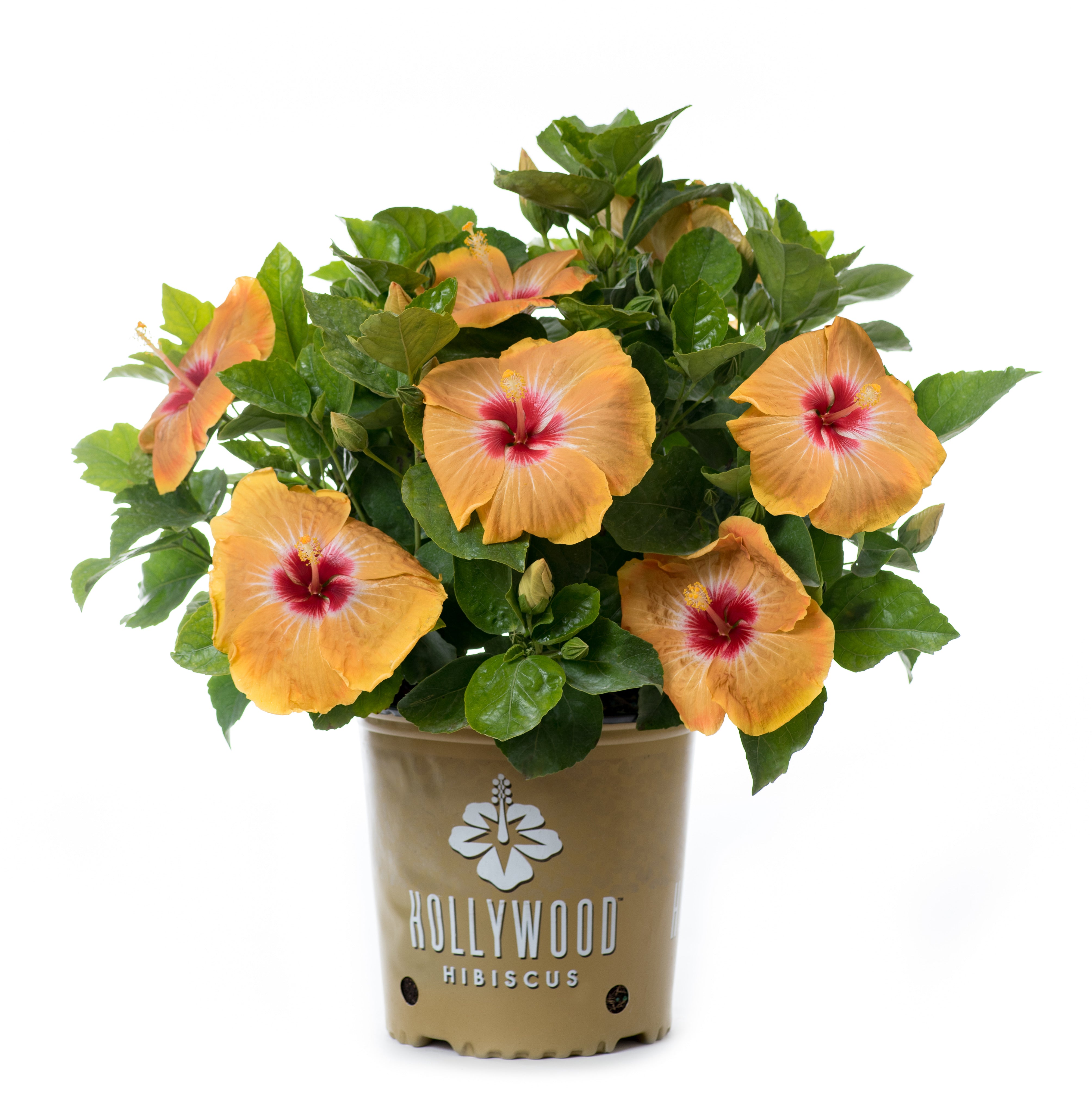 VIP™ (Formerly Gold Digger™) - Hollywood® Hibiscus - 9" Self Water Pot