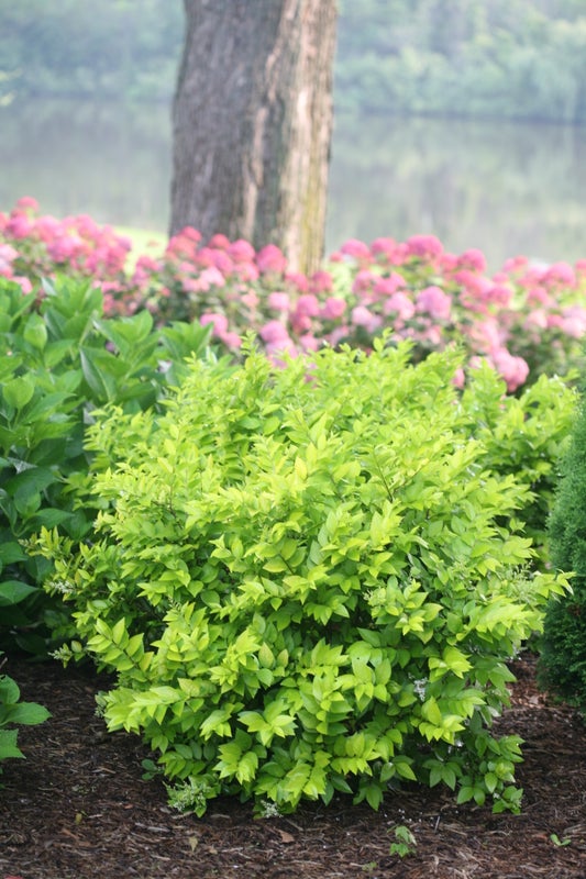 Ligustrum Golden Ticket® - 2 Gallon