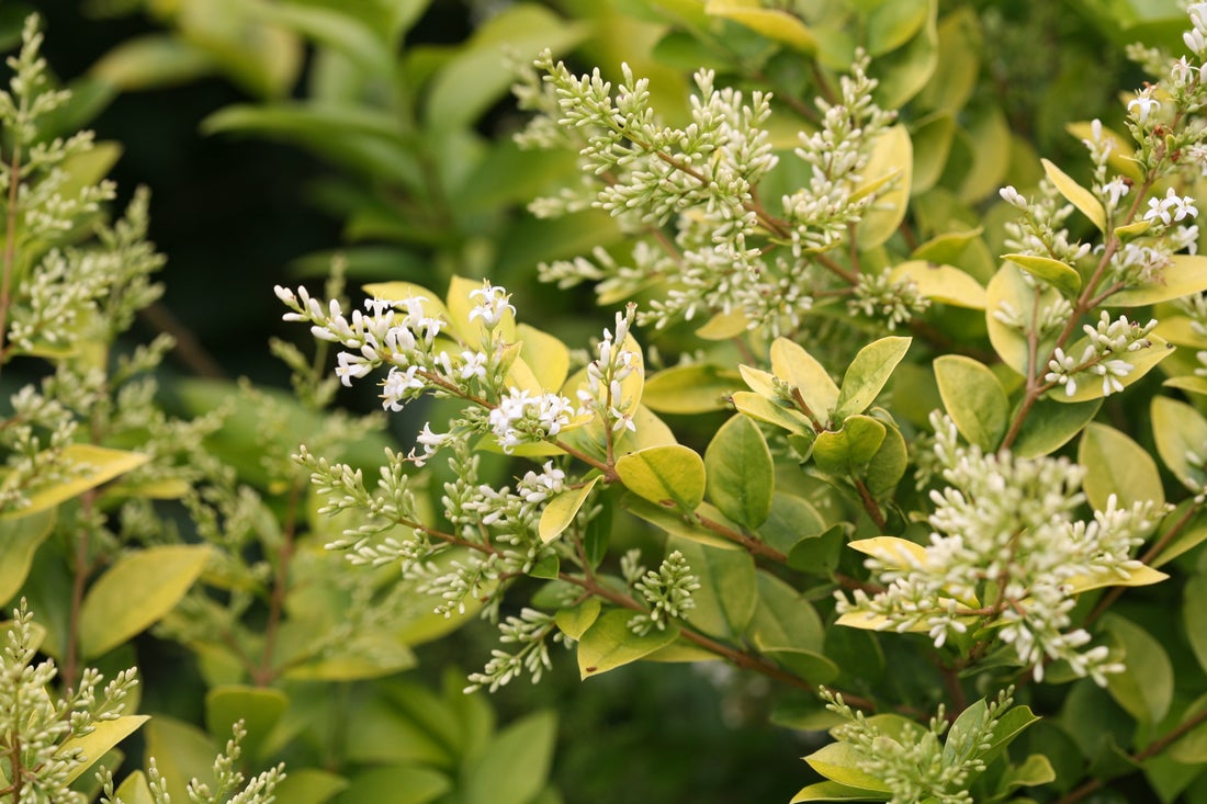 Ligustrum Golden Ticket® - 2 Gallon
