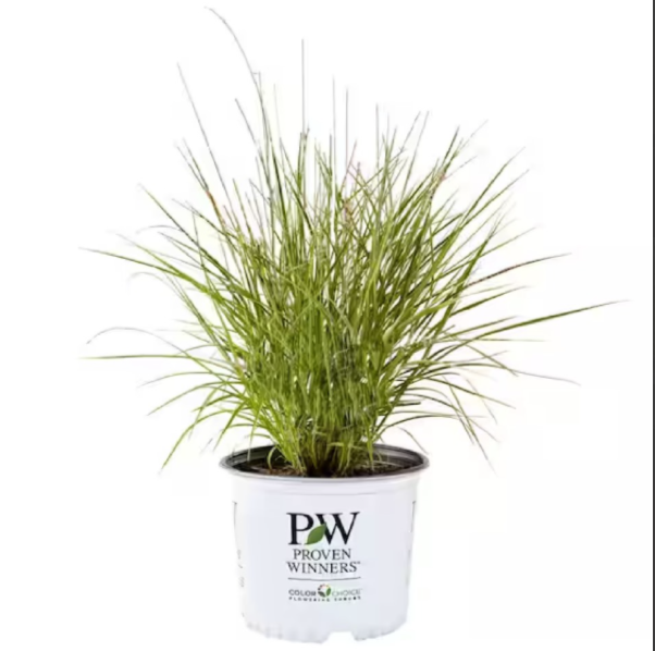 Grass Prairie Winds® Apache Rose - 2 Gallon