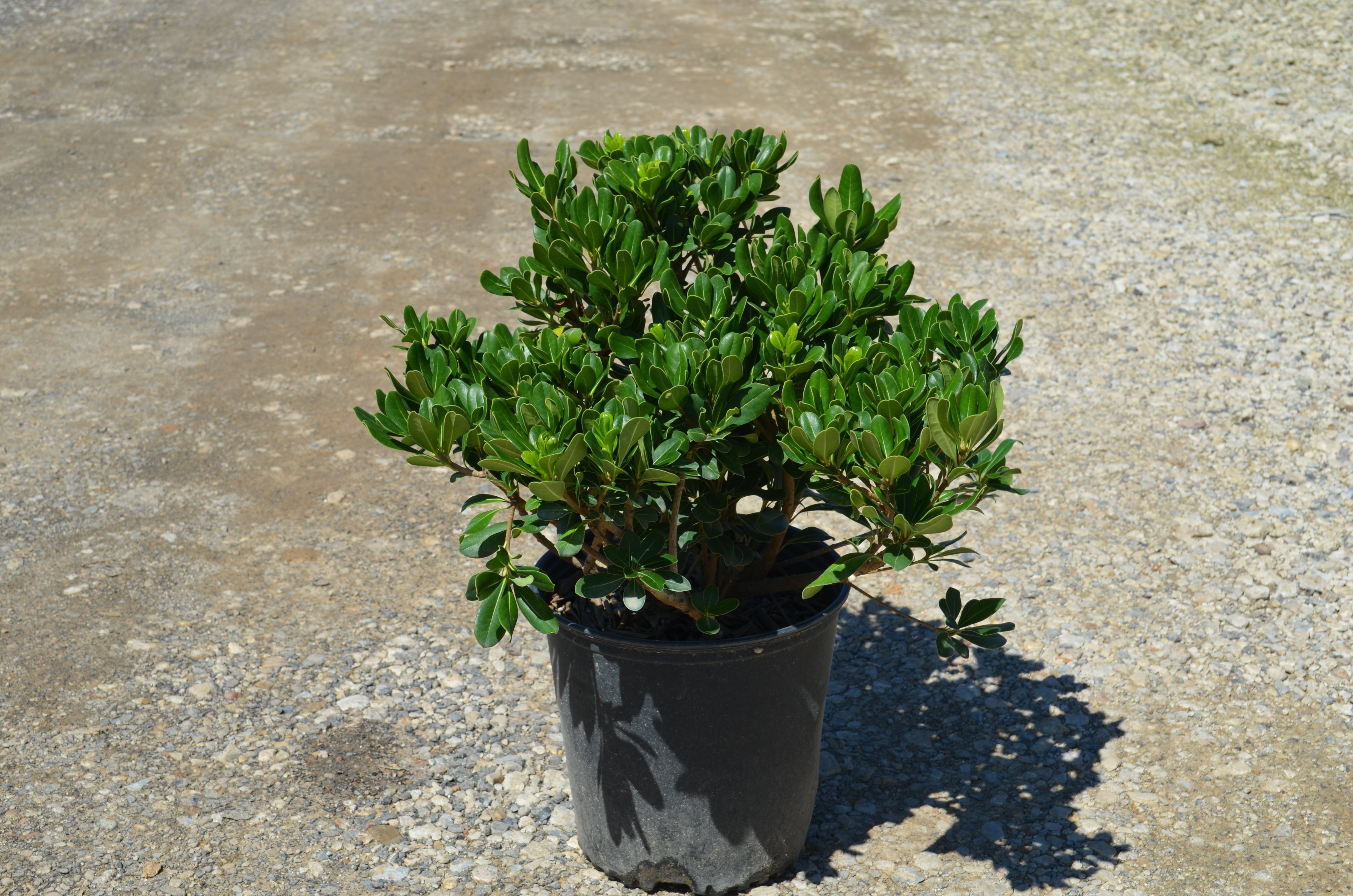 Pittosporum Tobira - 2 Gallon