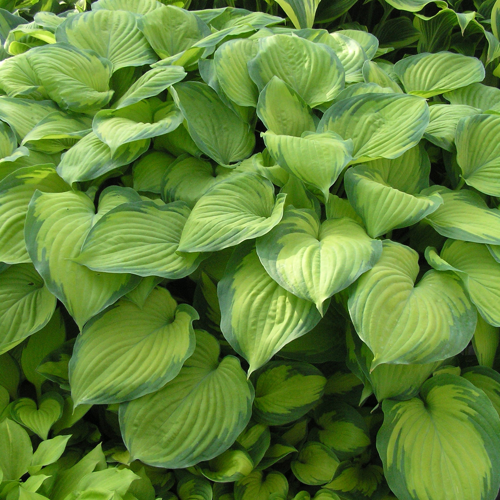 Hosta Guacamole- 2 Gallon