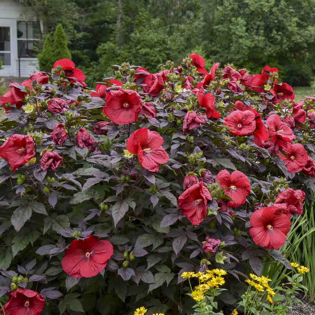 Hardy Hibiscus Summerific® Holy Grail - 2 Gallon