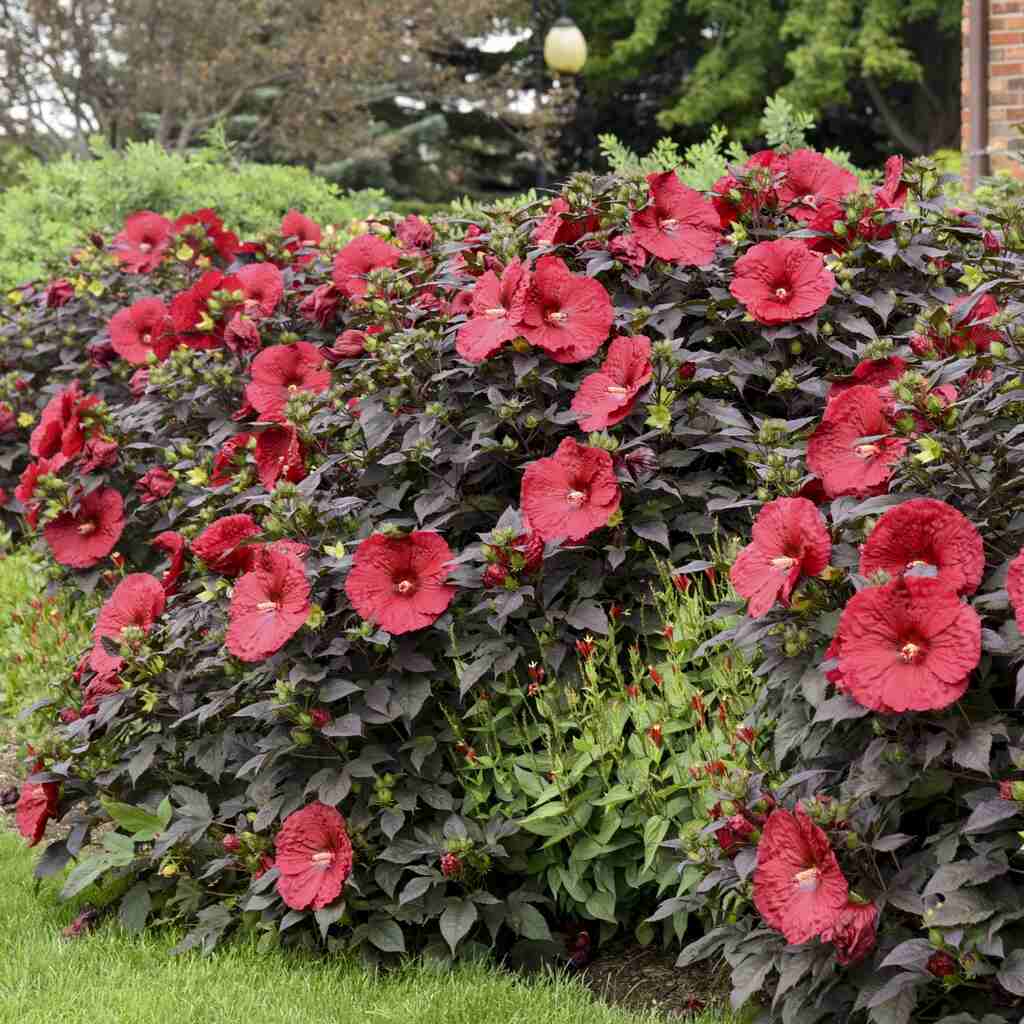 Hardy Hibiscus Summerific® Holy Grail - 2 Gallon