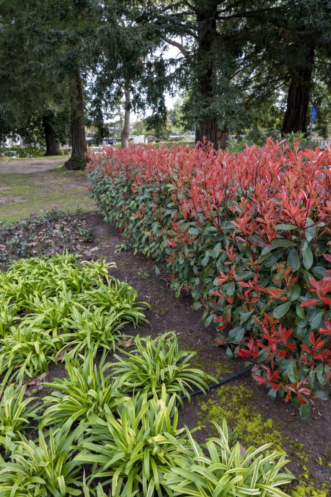 Photinia Hideaway Hedge™ Harvest Moon - 2 Gallon