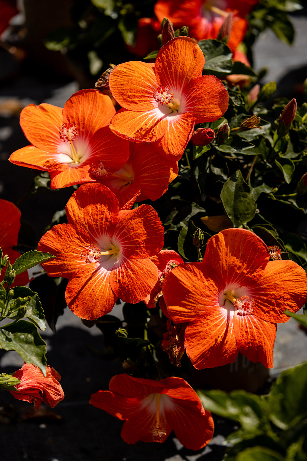 Heartbreaker™ - Hollywood® Hibiscus - 9" Self Water Pot