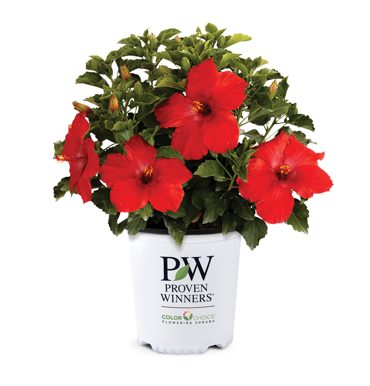 First to Arrive™ - Hollywood® Hibiscus - 2 Gallon