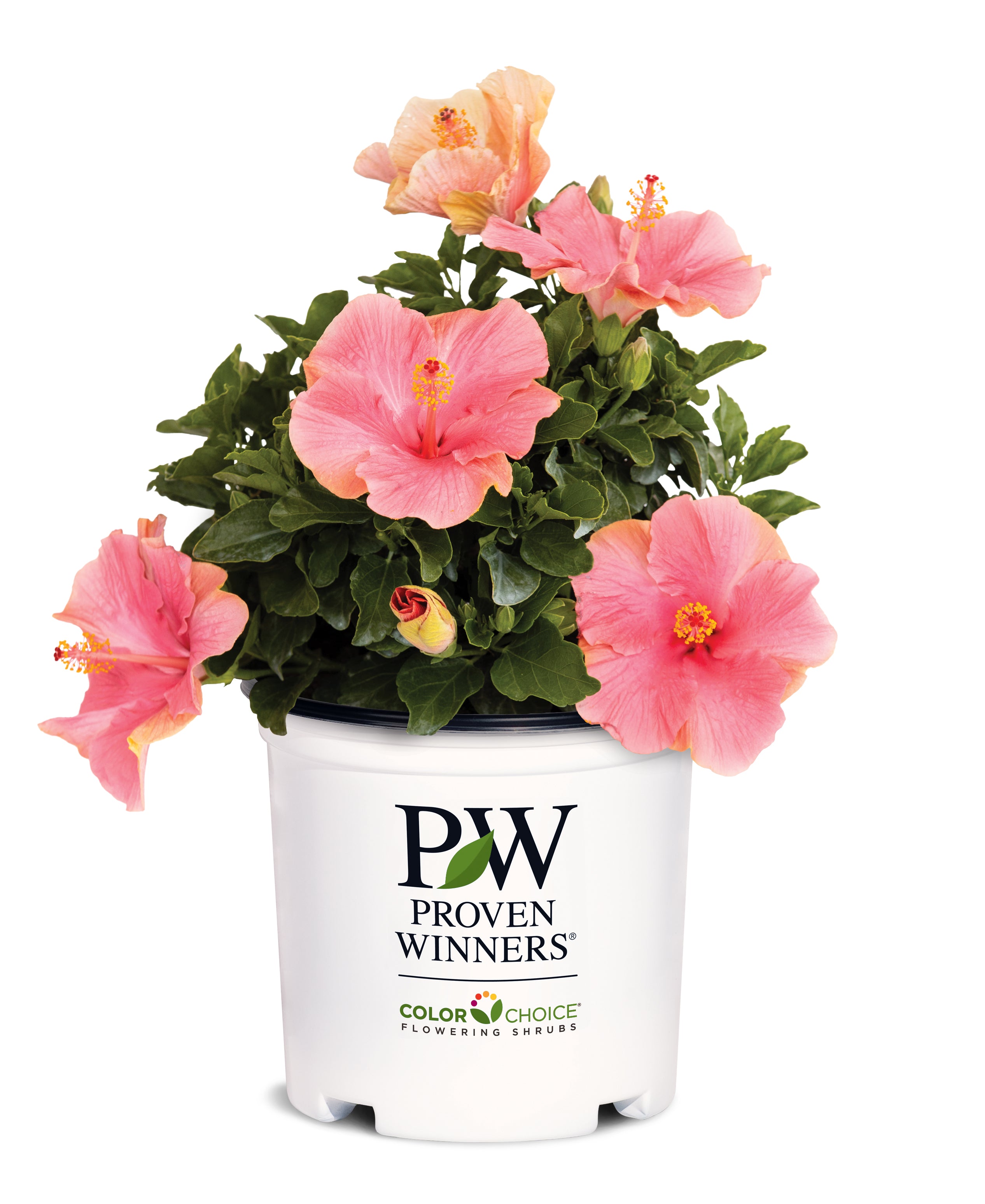 PW® First Lady™ - Hollywood® Hibiscus - 1 Gallon