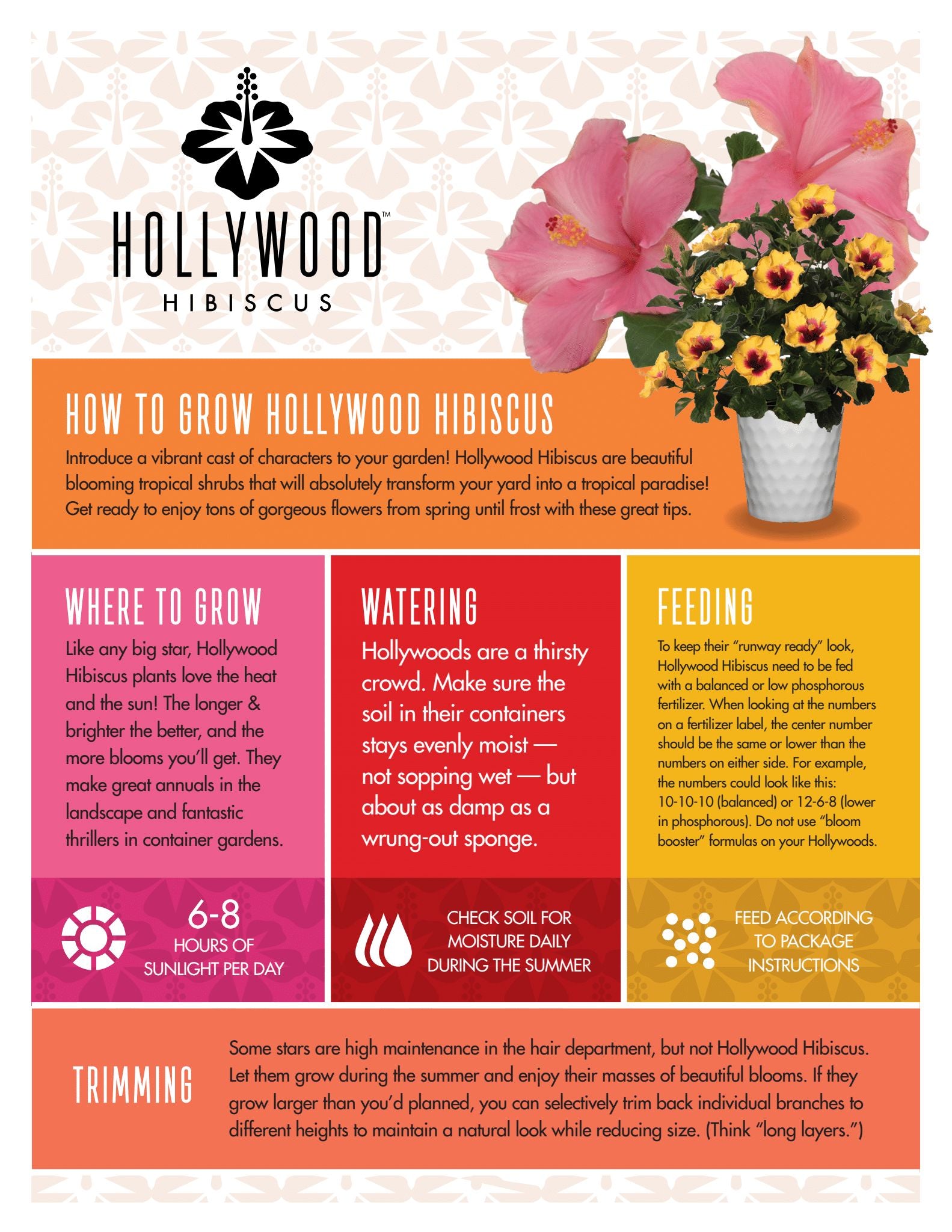 America's Sweetheart™ - Hollywood® Hibiscus - 1 Gallon