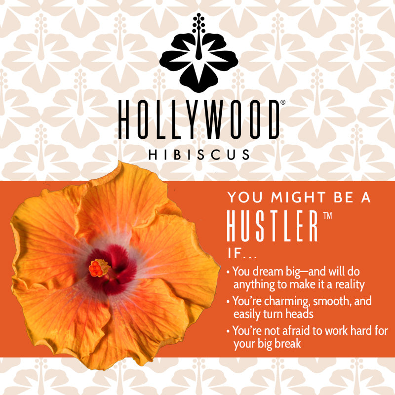 Hustler™ - Hollywood® Hibiscus - 9" Self Water Pot