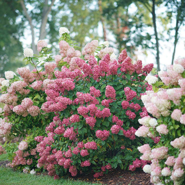 Hydrangea pan. Fire Light Tidbit® - 2 Gallon | J. Berry Nursery