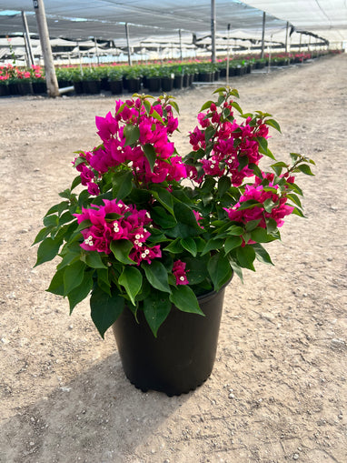 buying bougainvillea plants Bougainvillea Vera Lynn - 2 Gallon