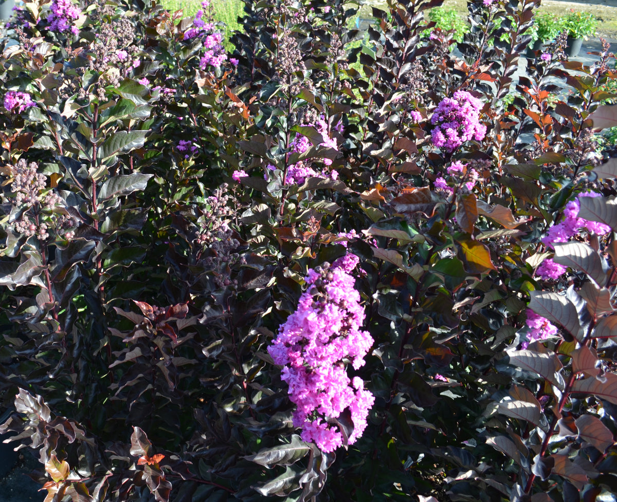 Crape Myrtle Tropical Beverly Hills™ - 2 Gallon | J. Berry Nursery