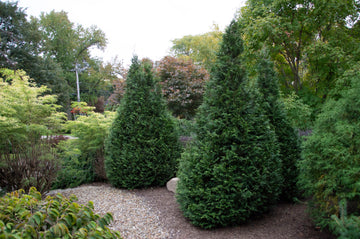 thuja 2 m Thuja Junior Giant