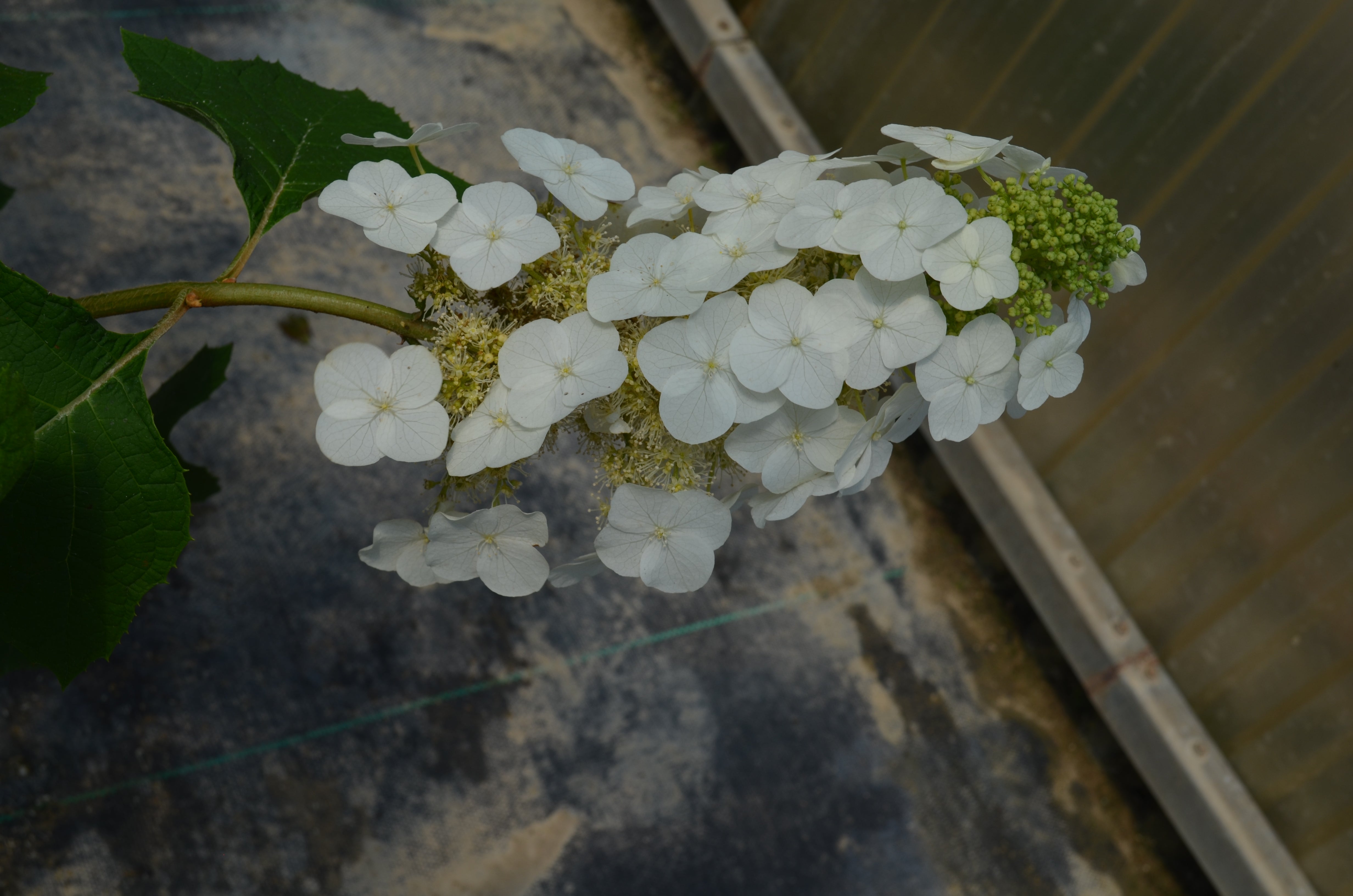 Hydrangea Oakleaf King Of Hearts - 2 Gallon