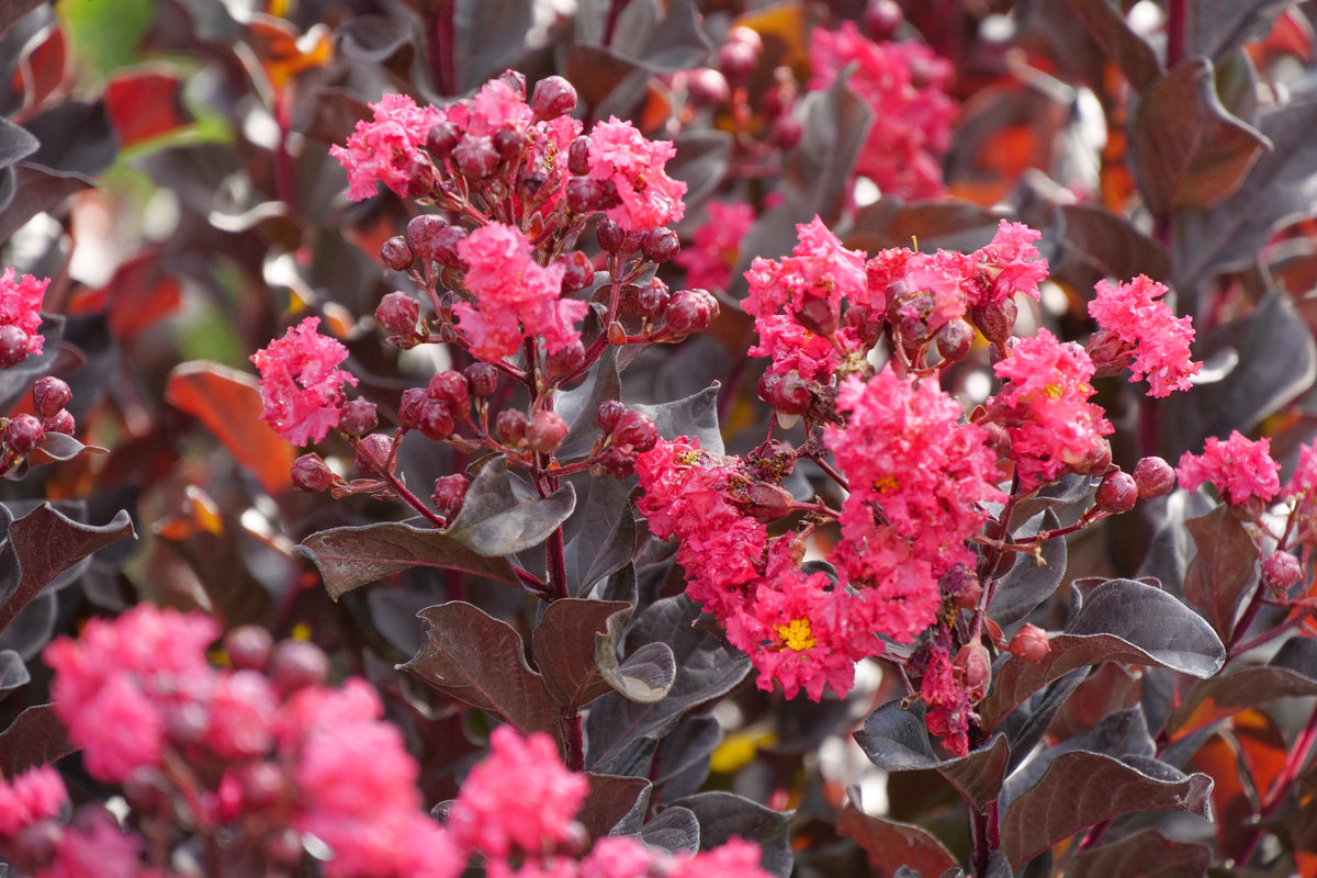 Crape Myrtle Center Stage® Pink - 2 Gallon | J. Berry Nursery