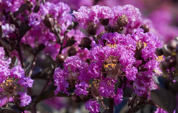 Crape Myrtle Black Diamond® Purely Purple™ - 2 Gallon | J. Berry
