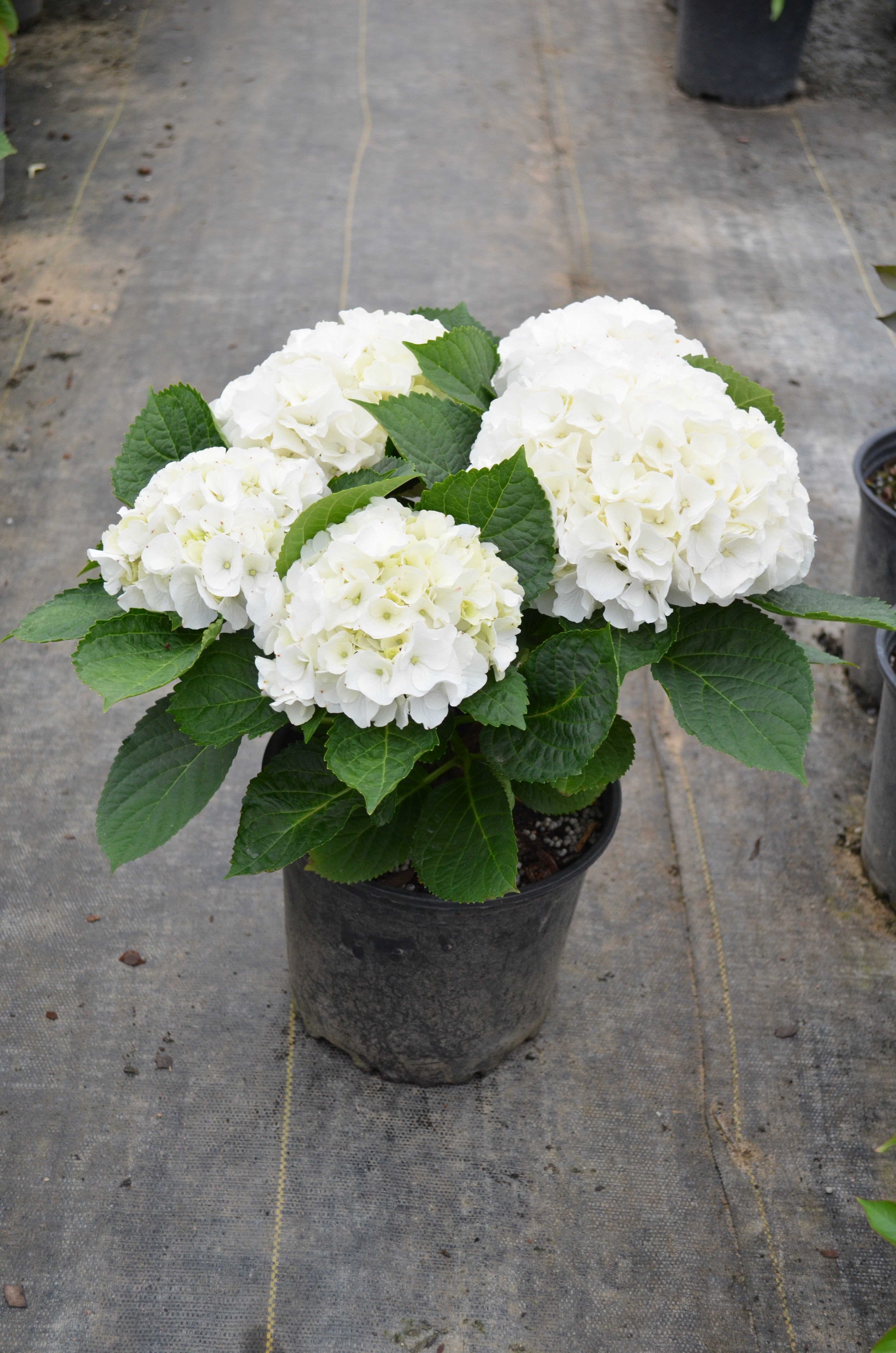 Hydrangea mac. Magical bride - 9" Self Watering Deco