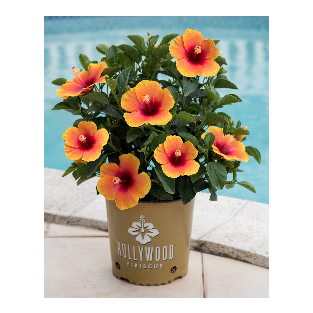 Social Butterfly™ - Hollywood® Hibiscus - 1 Gallon