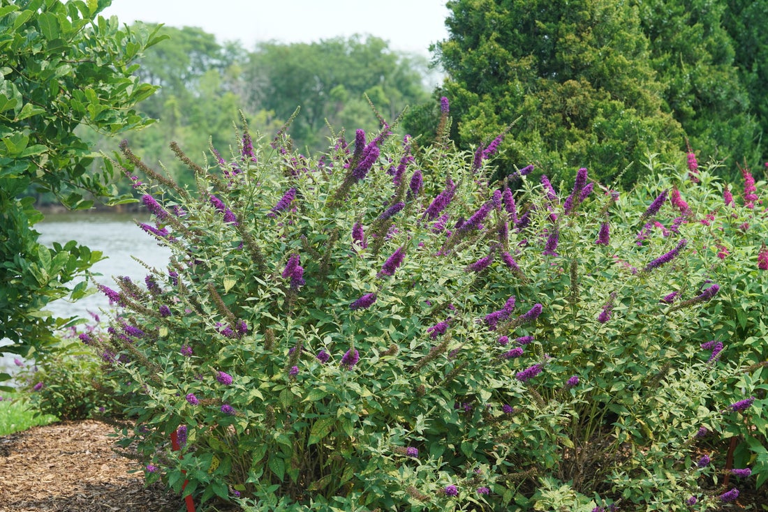 Buddleia Butterfly Bush Miss Violet - 2 Gallon