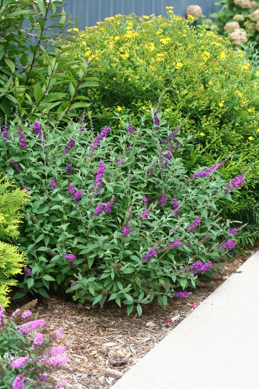 Buddleia Butterfly Bush Miss Violet - 2 Gallon