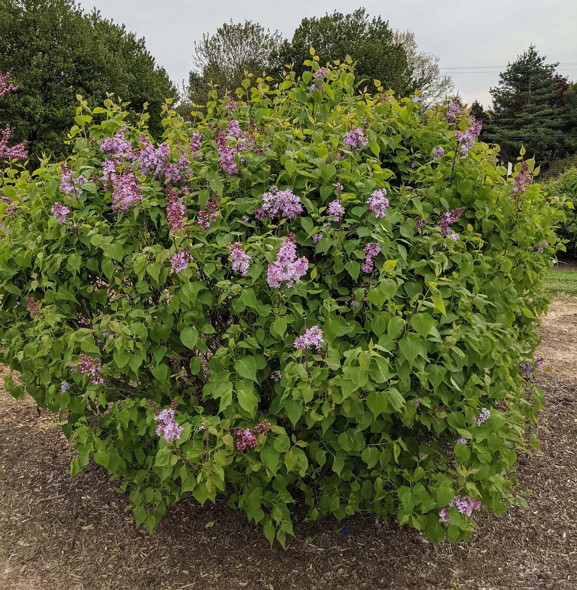 Syringa New Age™ Lavender Lilac - 2 Gallon
