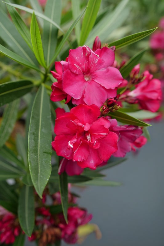 Oleander OLÉ!® - 2 Gallon