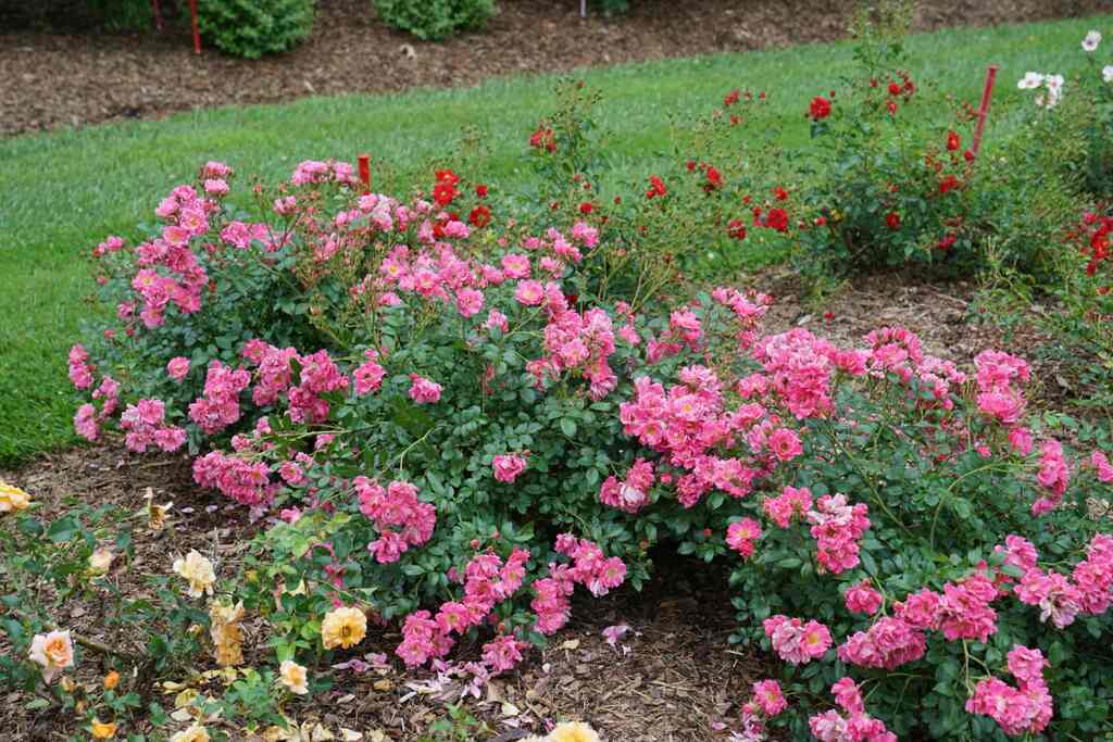 Rose Oso Easy® Double Pink  - 2 Gallon