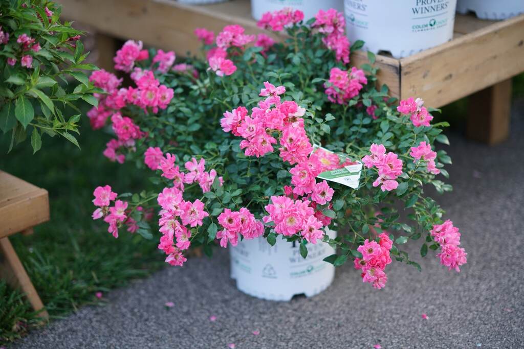 Rose Oso Easy® Double Pink  - 2 Gallon