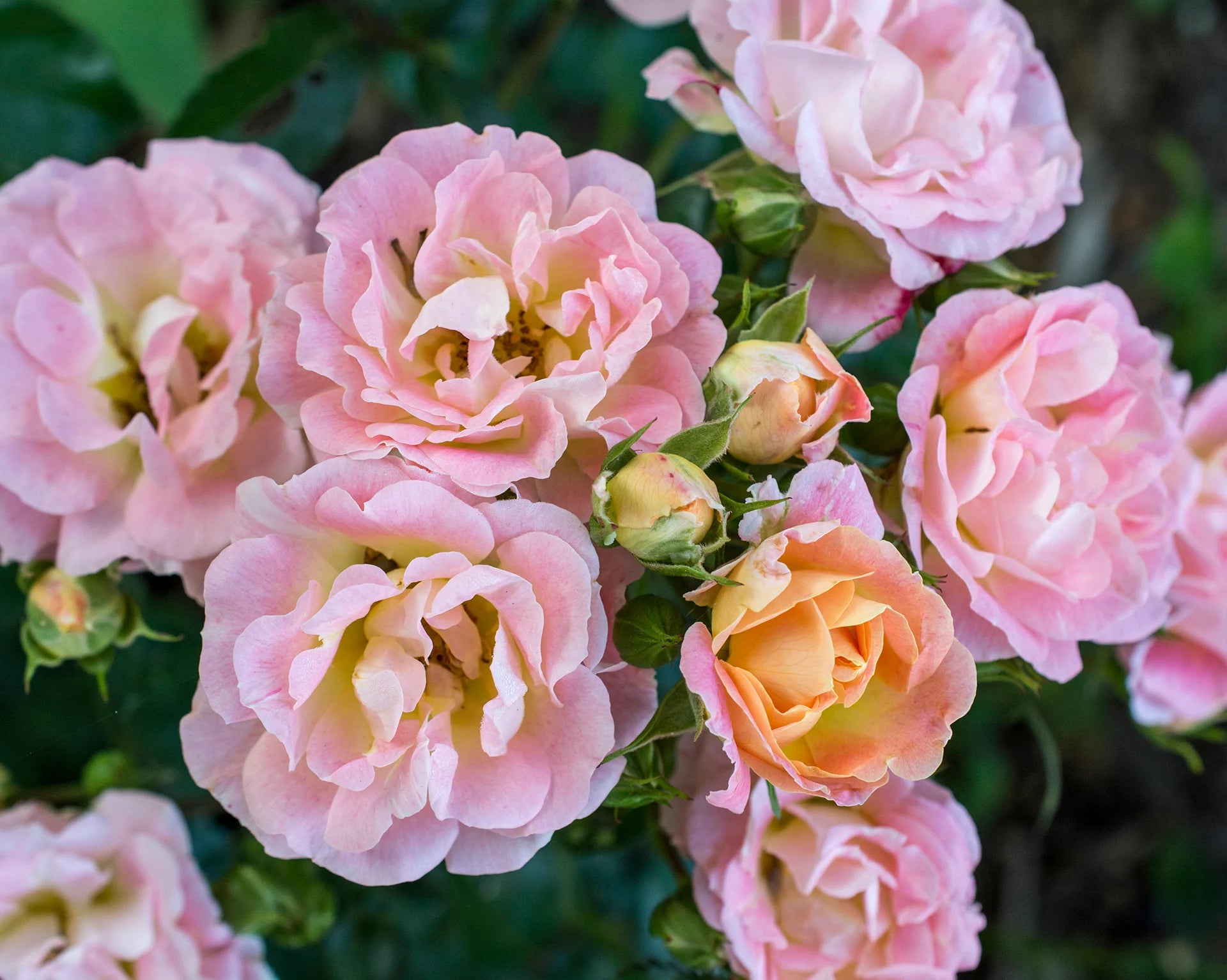 Rose Drift® Peach - 2 Gallon