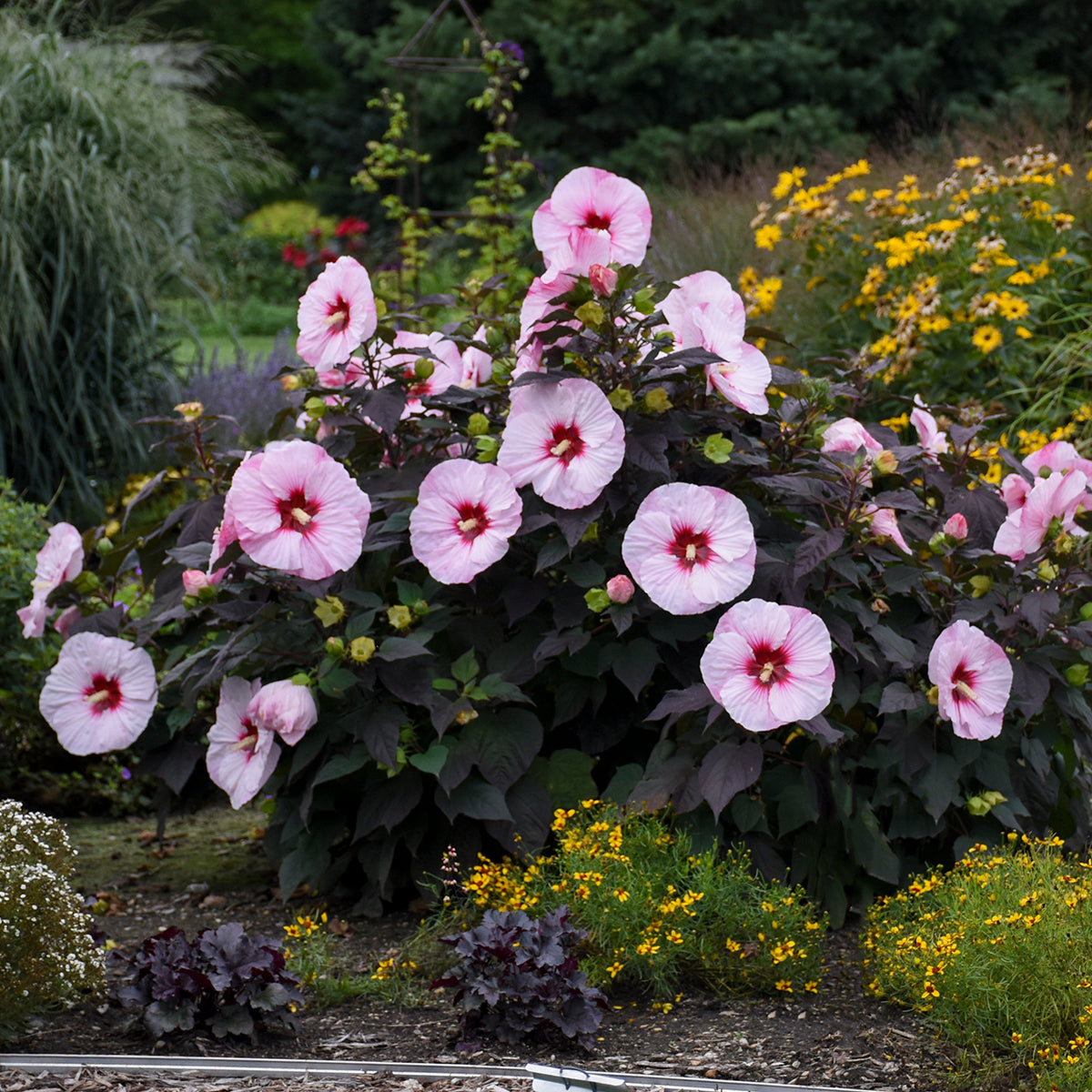 Hardy Hibiscus Summerific® Perfect Storm™ - 2 Gallon