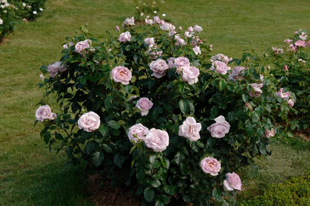 Rose My Landscape® Le Petit Prince™ - 2 Gallon