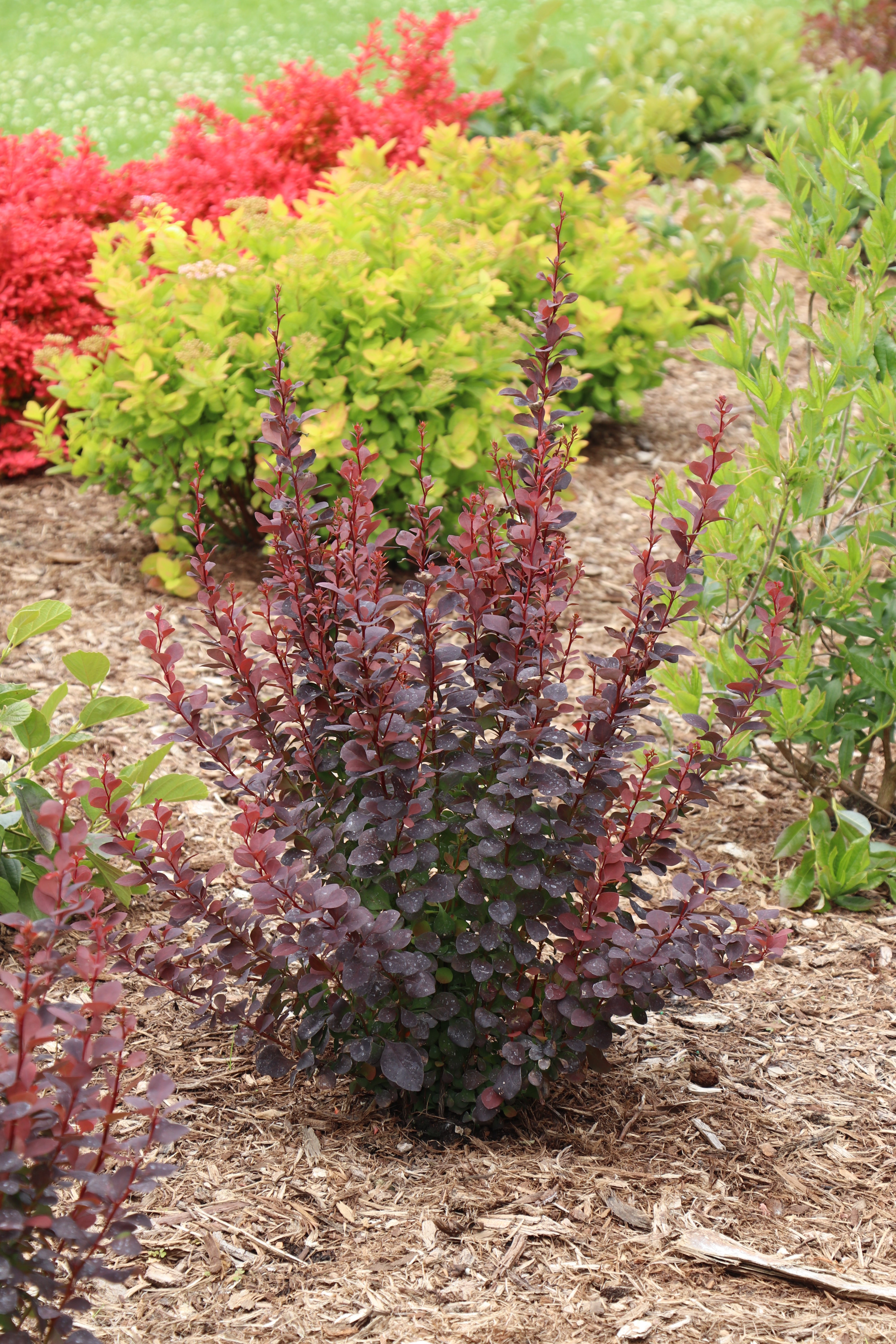 Barberry Sunjoy® Plum Pillar - 1 Gallon