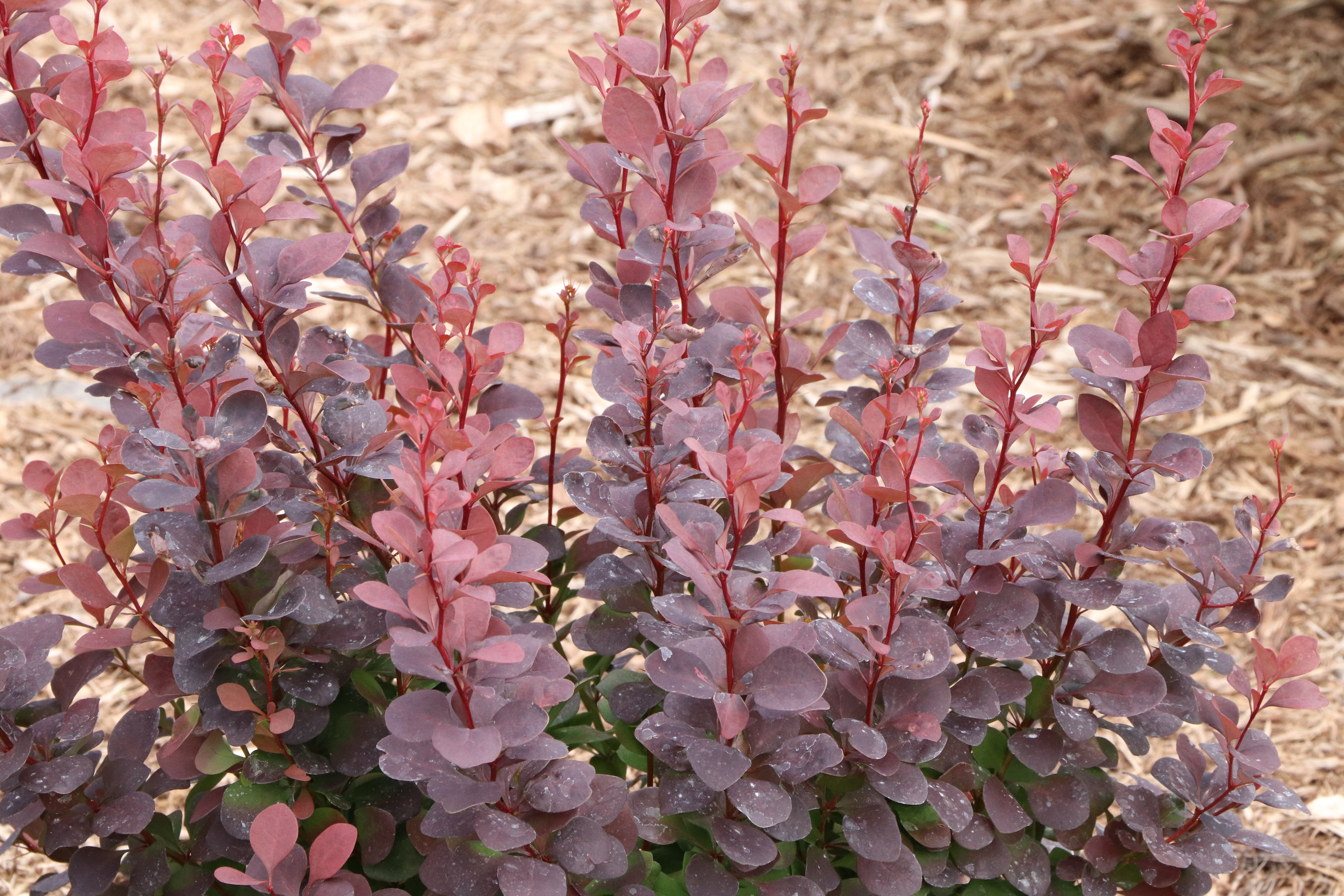 Barberry Sunjoy® Plum Pillar - 1 Gallon