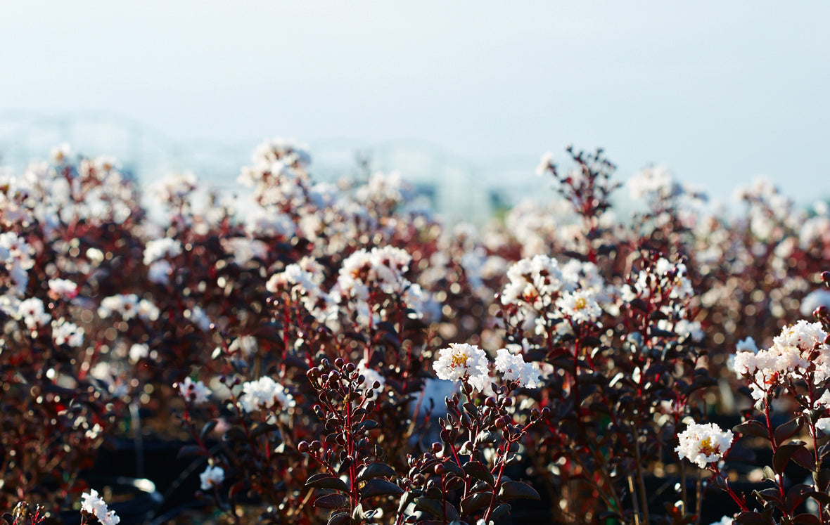 Pure White™ Black Diamond® Crape Myrtle - 2 Gallon