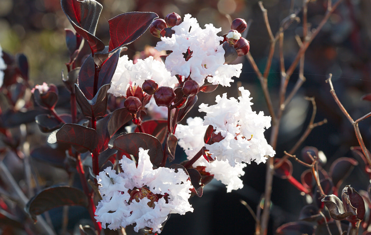 Pure White™ Black Diamond® Crape Myrtle - 2 Gallon