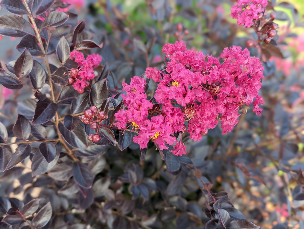 J Berry Nursery