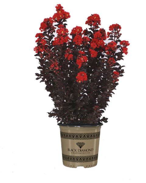 Crape Myrtle Black Diamond® Radiant Red™ - 2 Gallon | J. Berry Nursery
