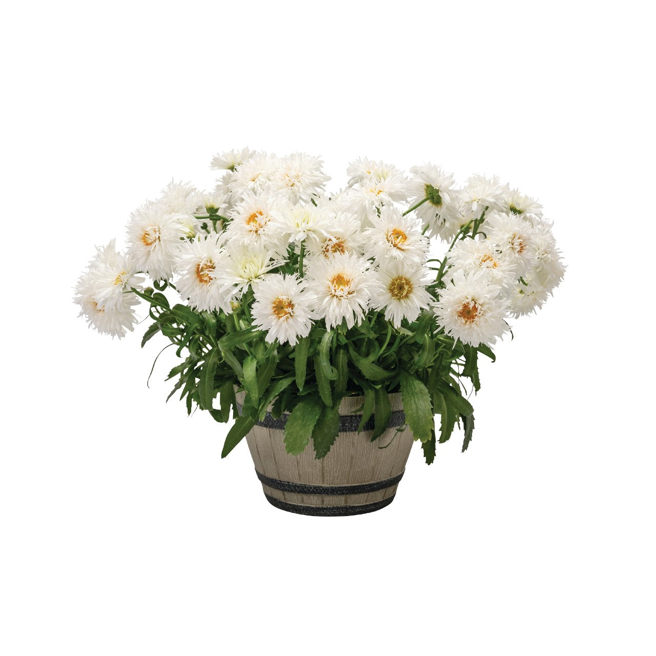 Shasta Daisy Leucanthemum Sweet Daisy® Rebecca - 2 Gallon
