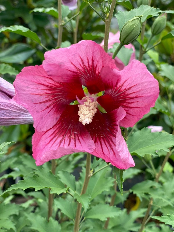 Althea Rose of Sharon Red Pillar® - 2 Gallon