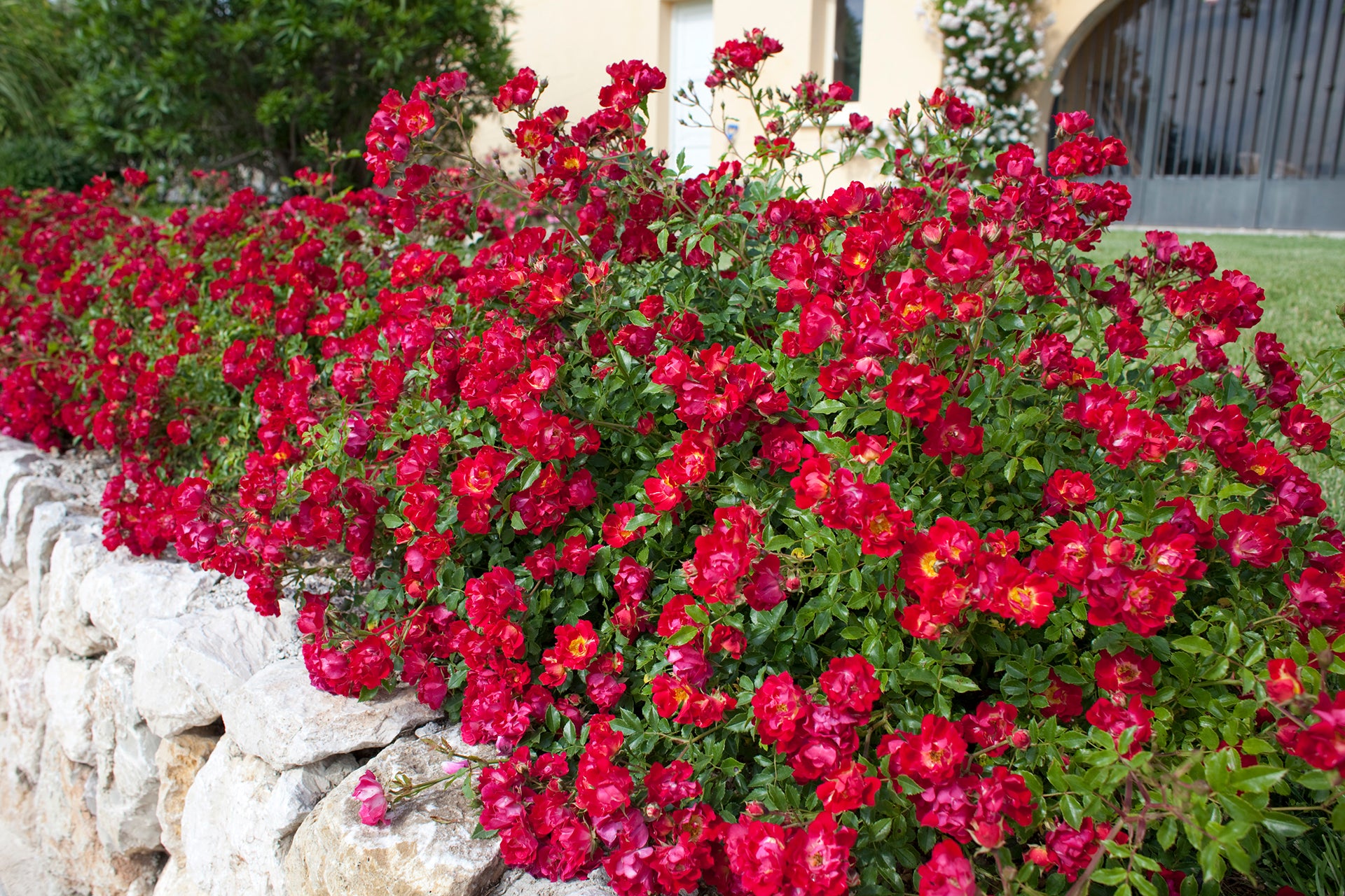 Rose Drift® Red - 1 Gallon