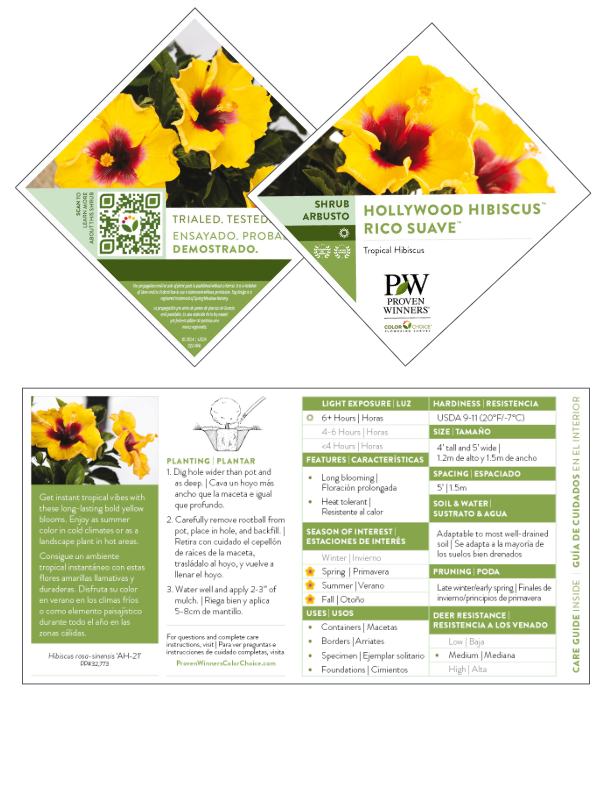 Hollywood Hibiscus® Rico Suave™ - 1 Gallon