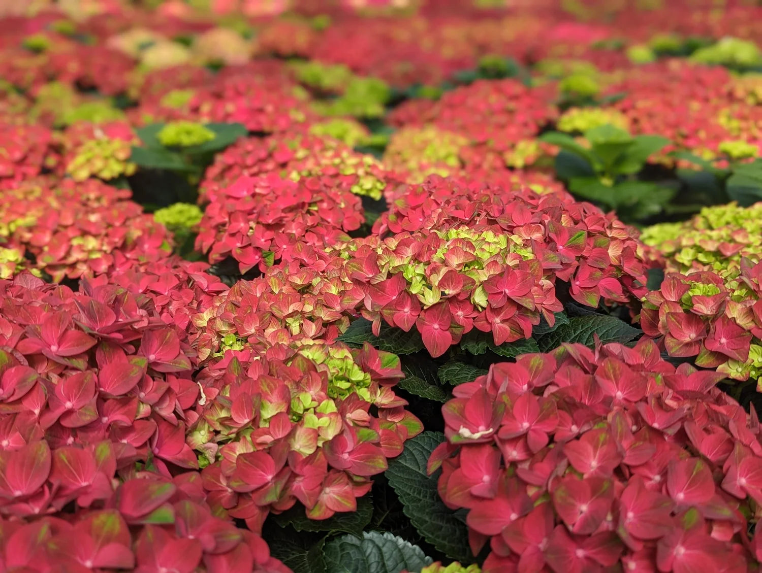 Hydrangea mac. Bloom Champion® Rosso Glory Red - 2 Gallon