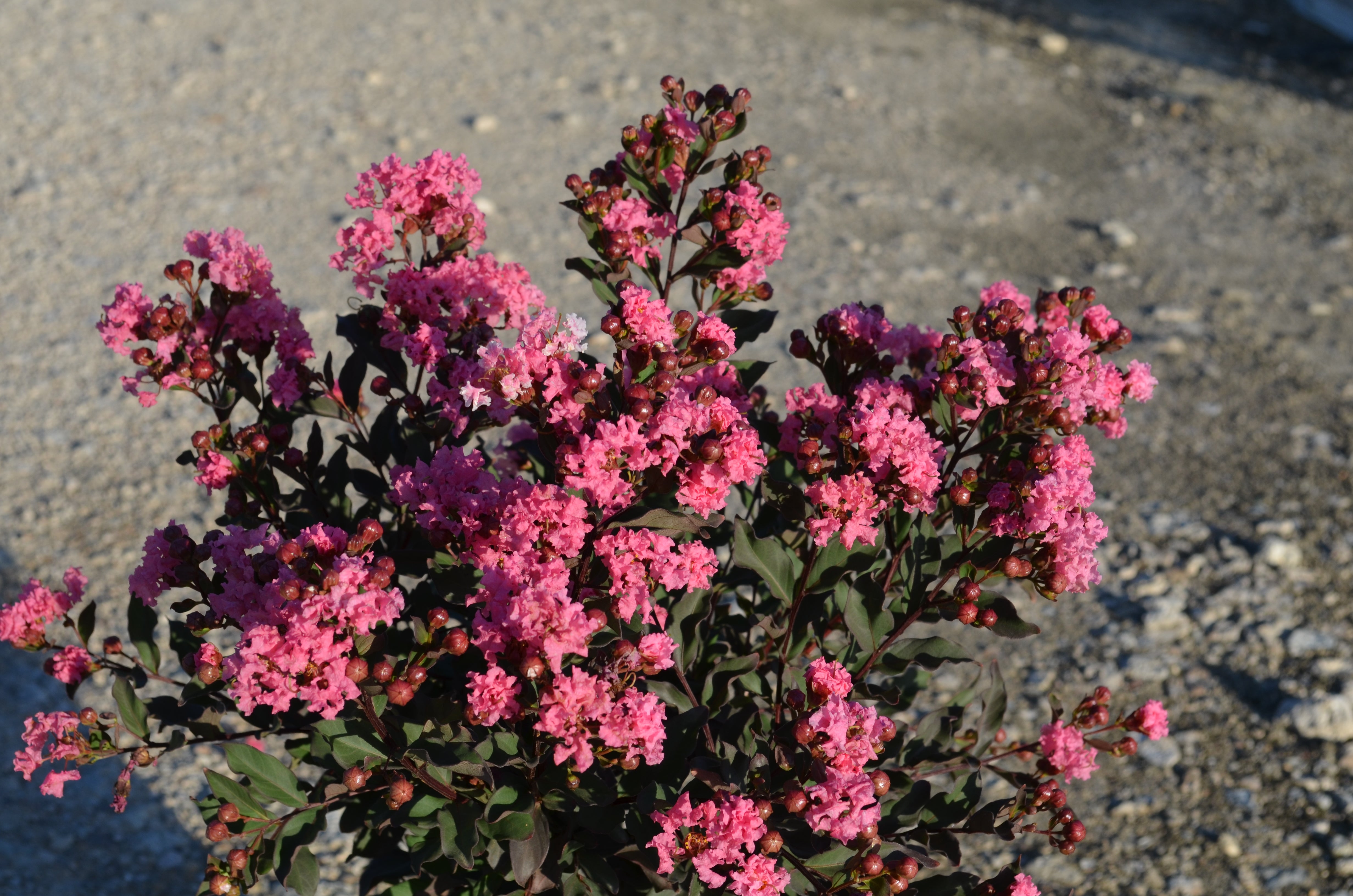 Crape Muyrtle Crape Myrtles | J. Berry Nursery
