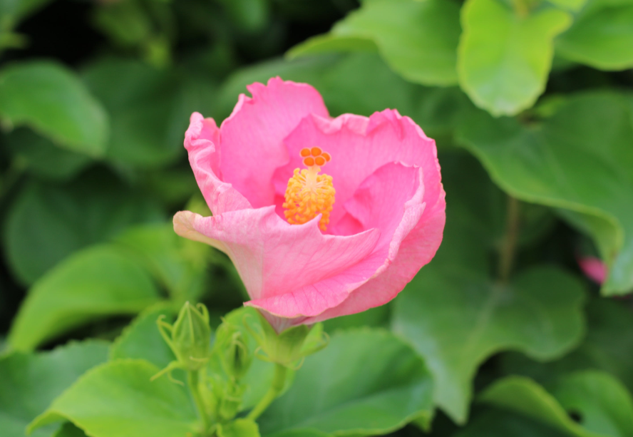 Talk of the Town™ (Formerly Trophy Wife™) Hollywood® Hibiscus Quart