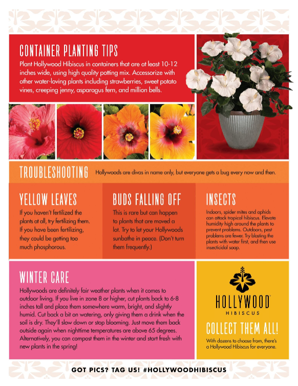 Hollywood Hibiscus® 'First Lady™'- Quart